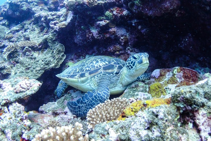 石垣島潛水