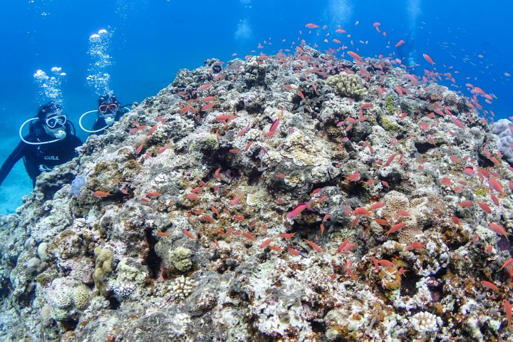 石垣島潛水