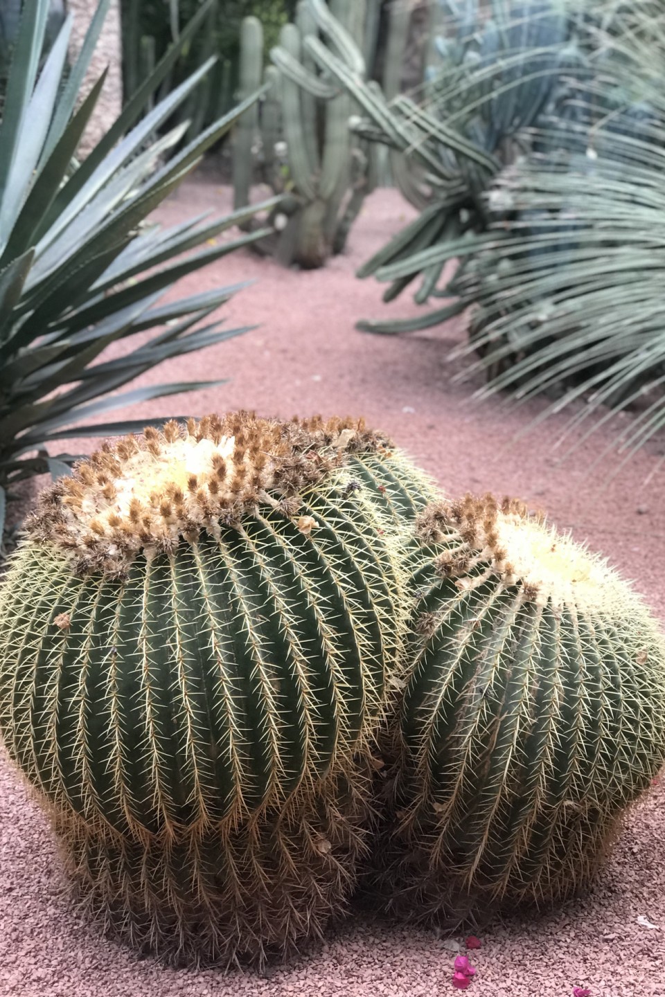 馬洛雷勒花園